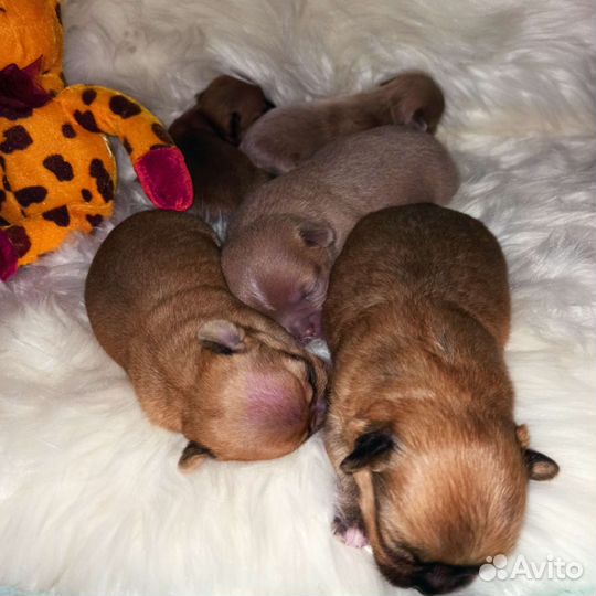 Чихуахуа лиловые микро и стандарт