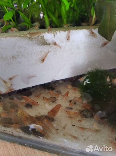 Аквариумные рыбки