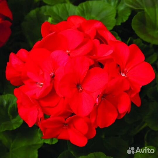 Герани, пеларгонии / комнатные цветы