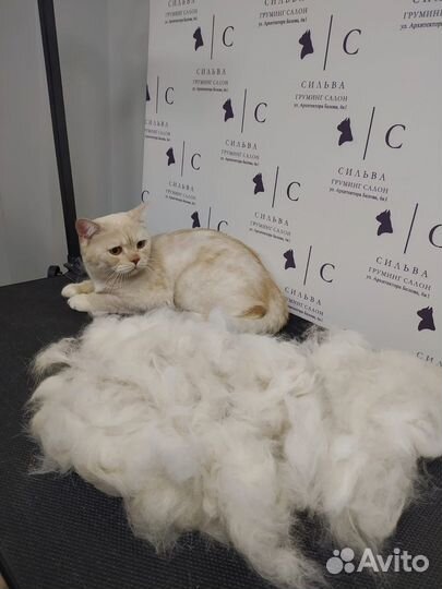 Груминг собак и кошек