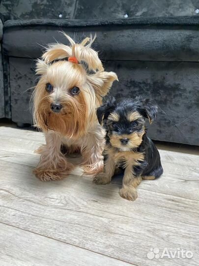 Йоркширский терьер девочки