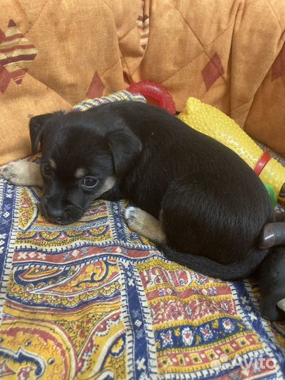 Щенки мексиканской голой (ксолоитцкуинтли)