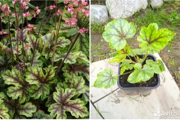 Продажа растений из сада