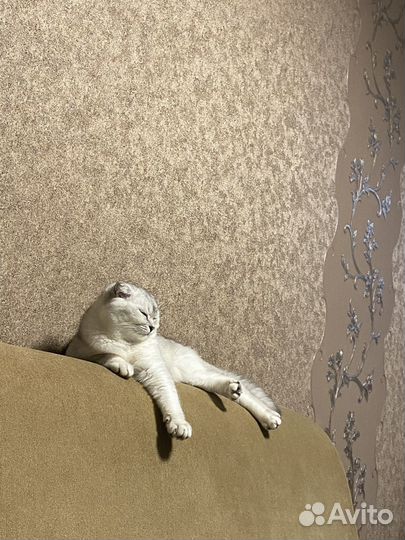 Вязка с котом