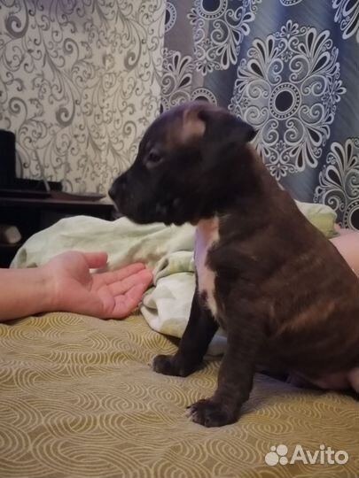 Стаффордширский терьер щенки