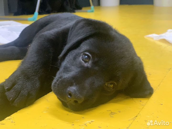 Лабрадор ретривер