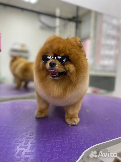 Стрижка собак и котов