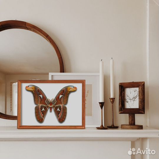 Бабочки в рамке