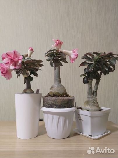 Адениумы мини, барашки, привитые