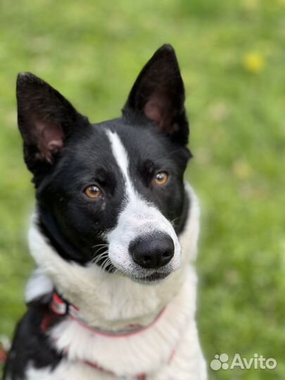 Маленькая собака из приюта очень ждет хозяина