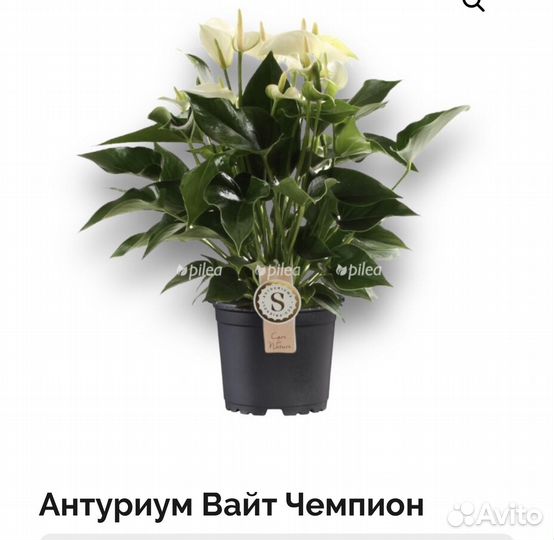 Антариум белый чемпион