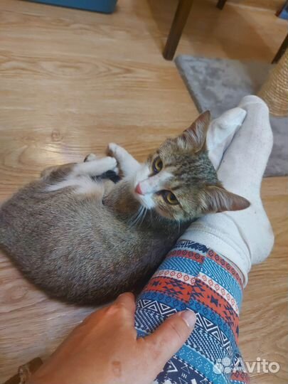 Котенок девочка в добрые руки