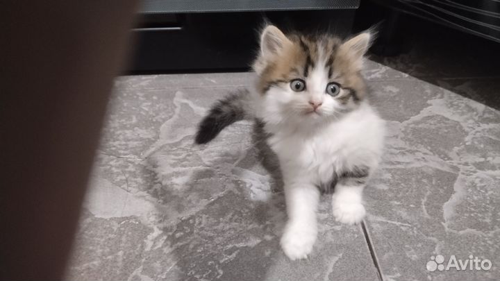 Кошка в дар бесплатно