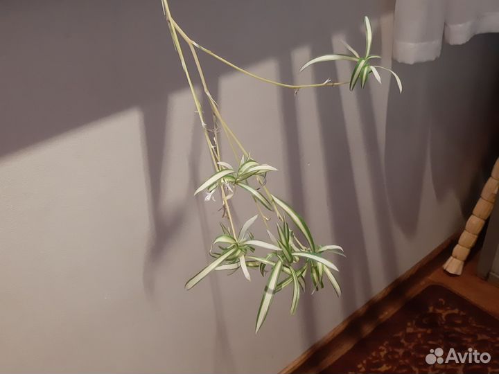 Хлорофитум