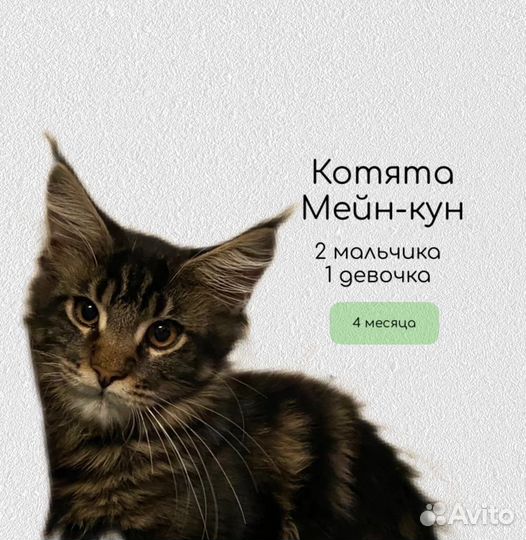Мейн-кун