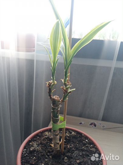 Драцена, пальма