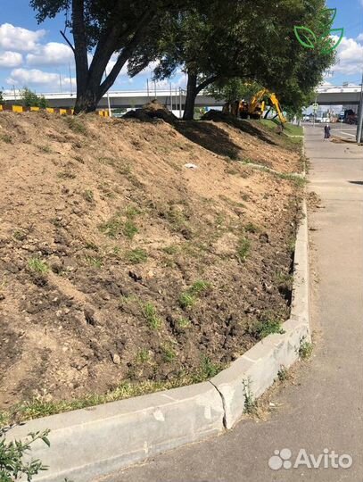 Рулонный газон