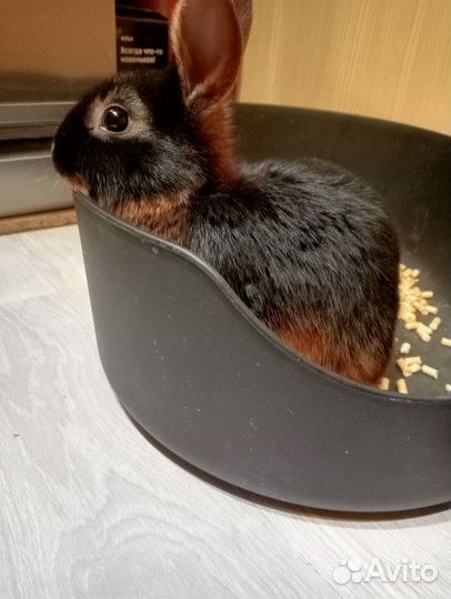 Кролик огневка