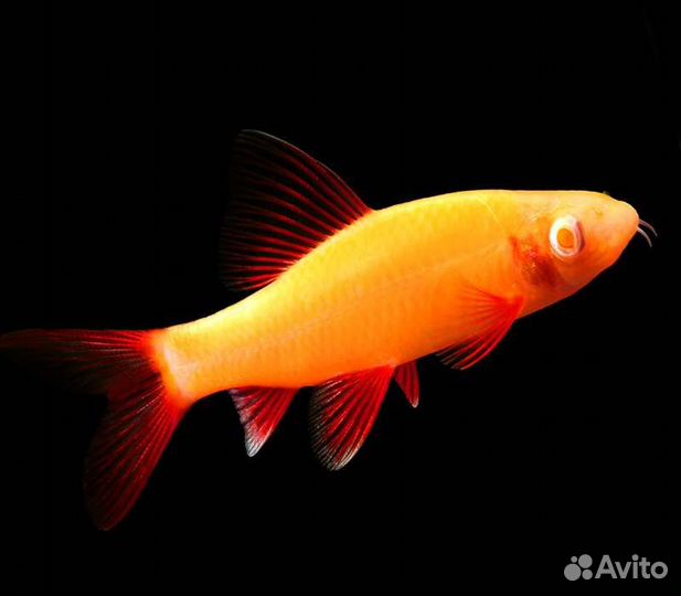 Пангасиус альбинос