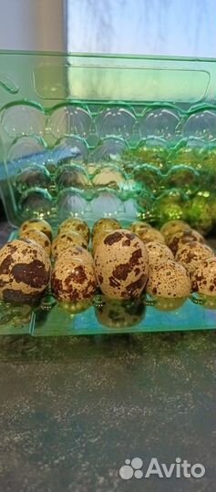 Яйца перепелиные