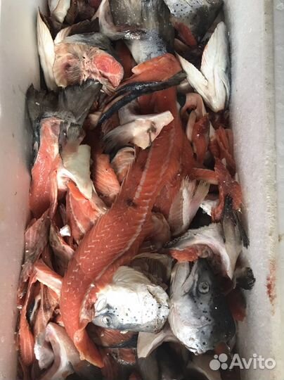 Суповой набор (головы, хребты семги)