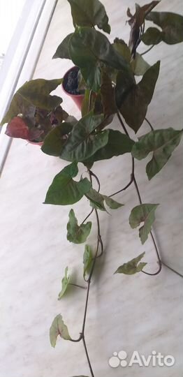 Сингониум Арон браун