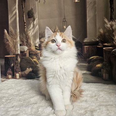 Манчкин длинношёрстный котёнок