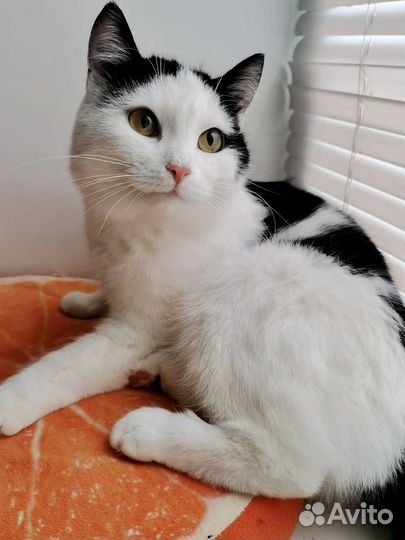 Котик из приюта