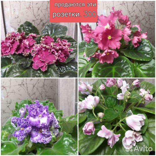Фиалки. Комнатные цветы