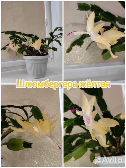 Шлюмбергера, цвет розовый, белый