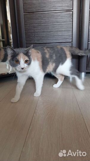 Редкая кисуля