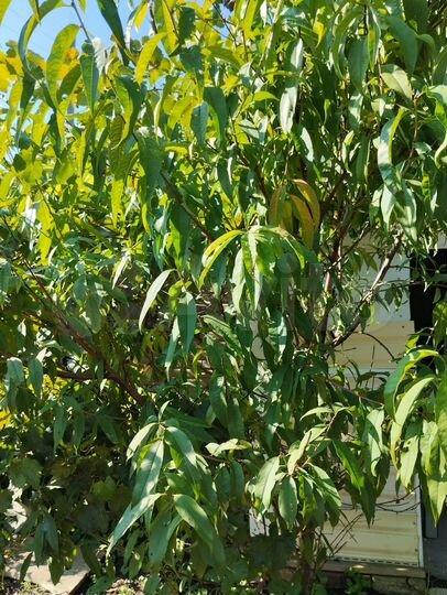 Дача 20,6 м² на участке 7 сот.