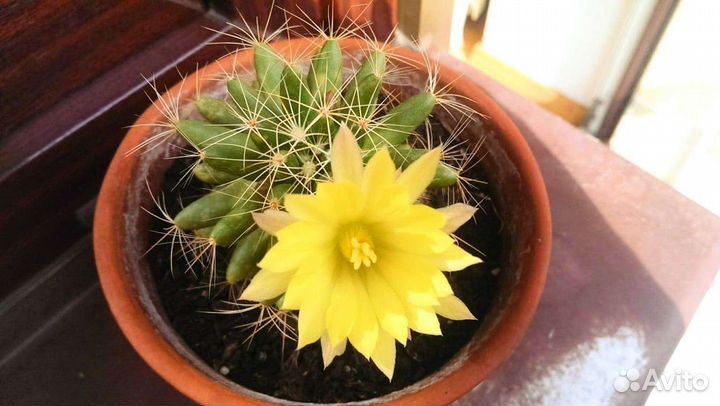 Кактус Маммиллярия