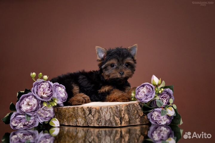 Питер - Пэн / Piter - Pen (Мальчик/Boy)