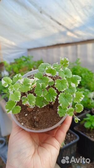 Вегетативные ампельные растения