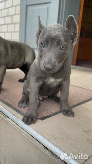 Малинуа, Хердер