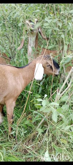 Коза нубийская