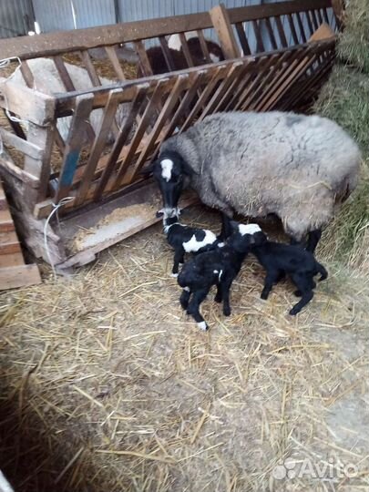 Ярки котные