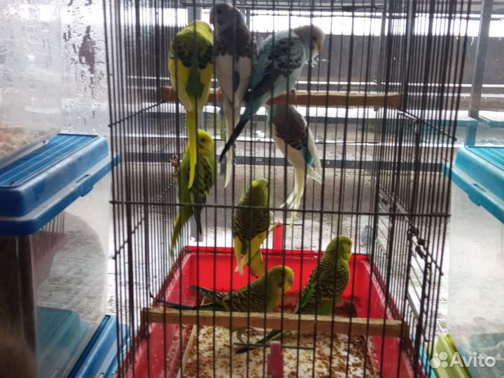 Попугайчики волнистые