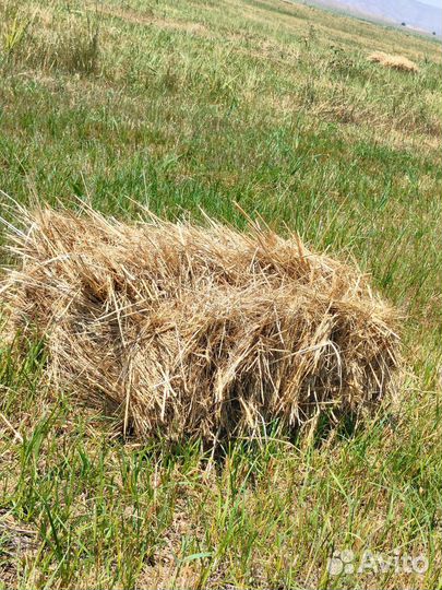 Сено в тюках