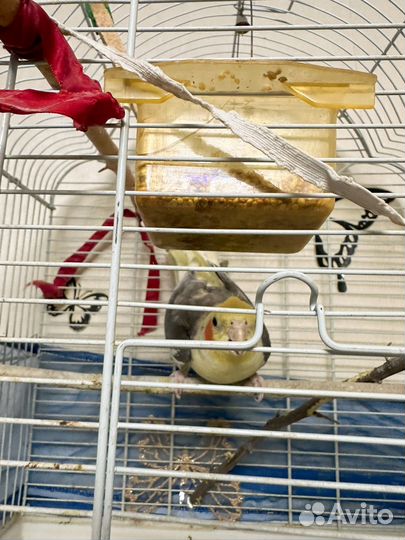 Попугай корелла с клеткой