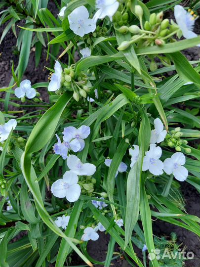 Традесканция садовая,анемониум розовый