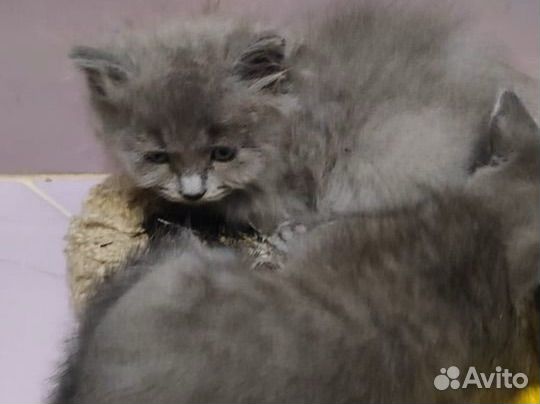 Британские котята