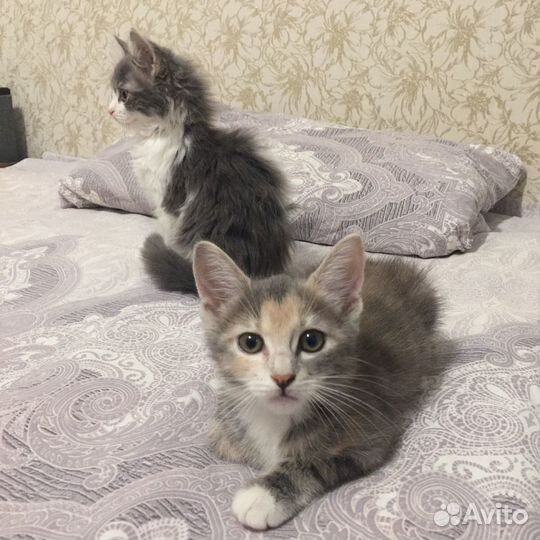 Котята в добрые руки бесплатно