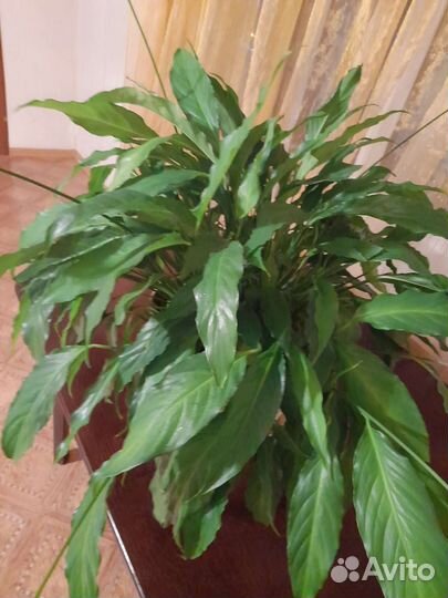 Спатифиллум