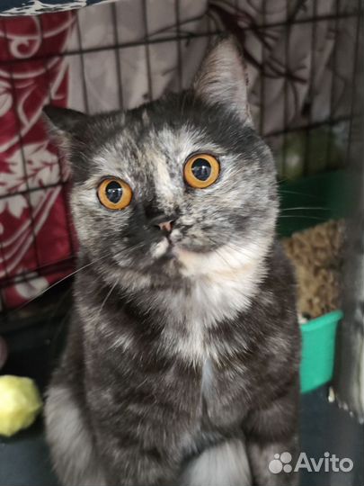 Британская кошка