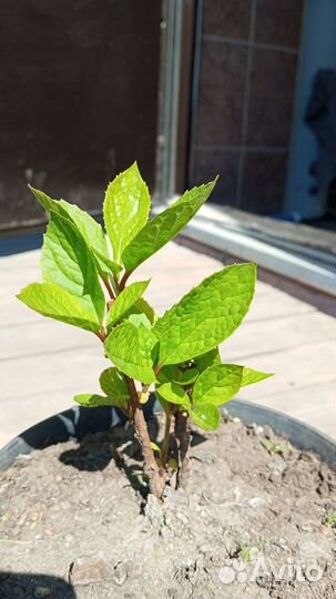 Лимонник китайский. Забронирован