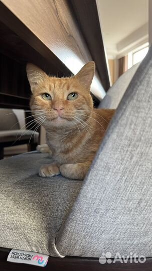 Рыжий кот Рон в добрые руки