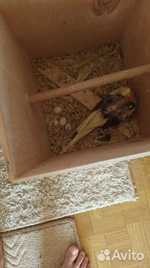 Попугаи карелла рабочая пара