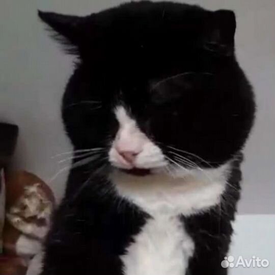 Кот в добрые руки